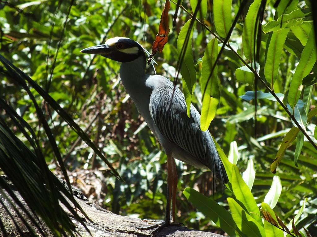Cabinas Caribe Luna Кауита Экстерьер фото