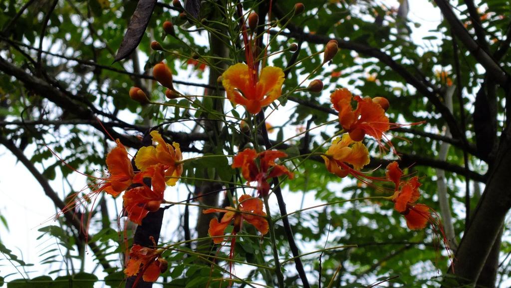 Cabinas Caribe Luna Кауита Экстерьер фото